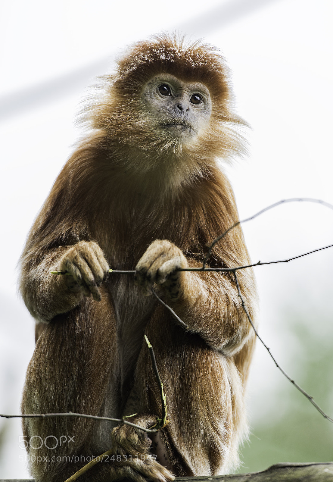 Nikon D810 sample photo. Javan gibbon series 2 photography