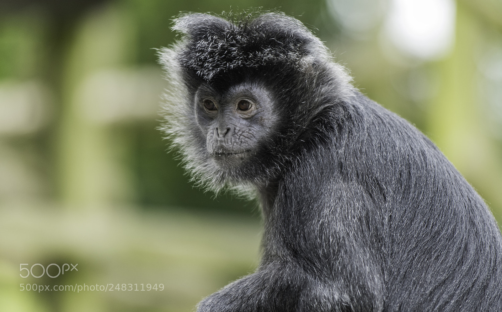 Nikon D810 sample photo. Javan gibbon series 2 photography