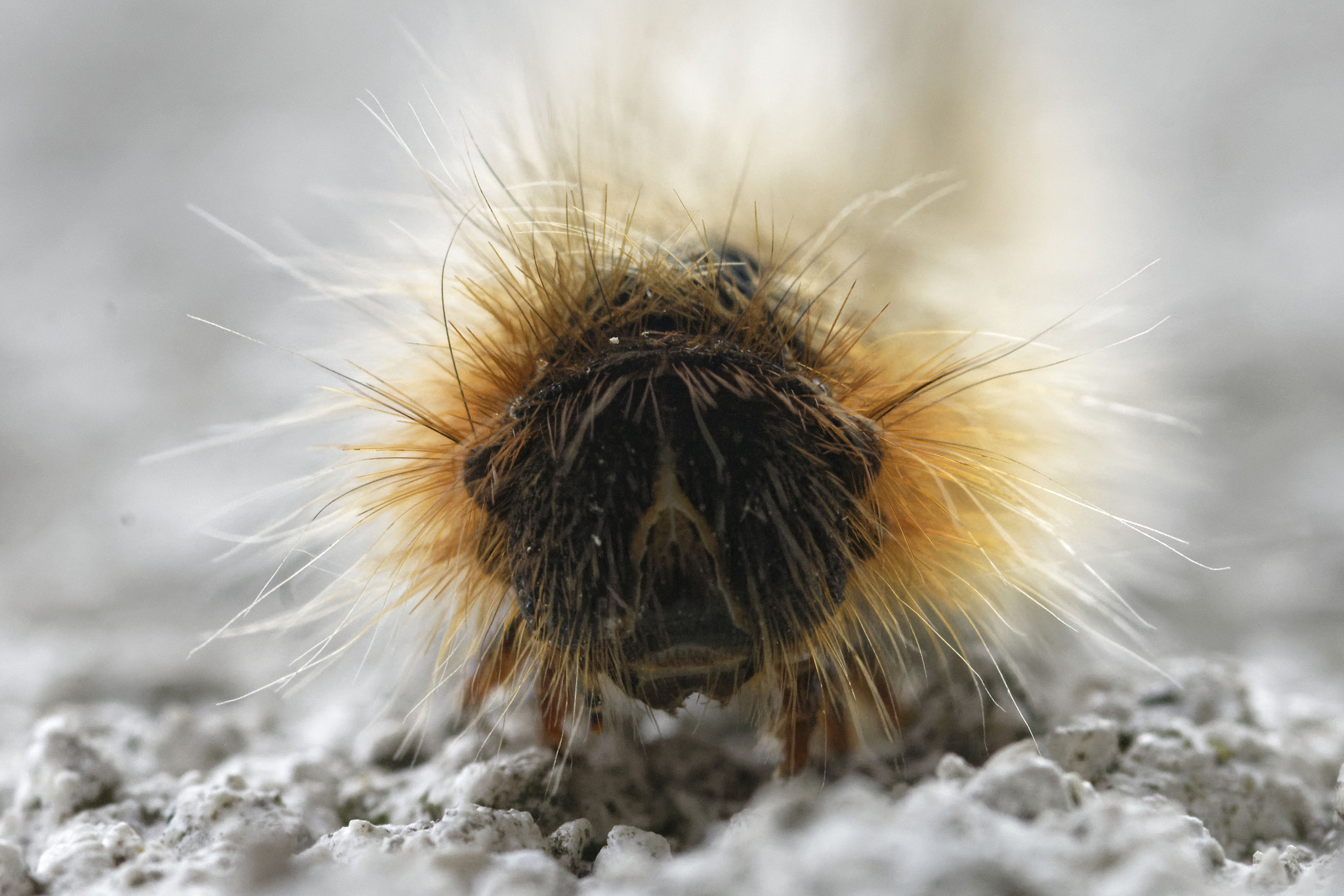 Nikon D7200 + Sigma 105mm F2.8 EX DG Macro sample photo. Face au bombyx i face of bombyx i lasiocampa quercus photography