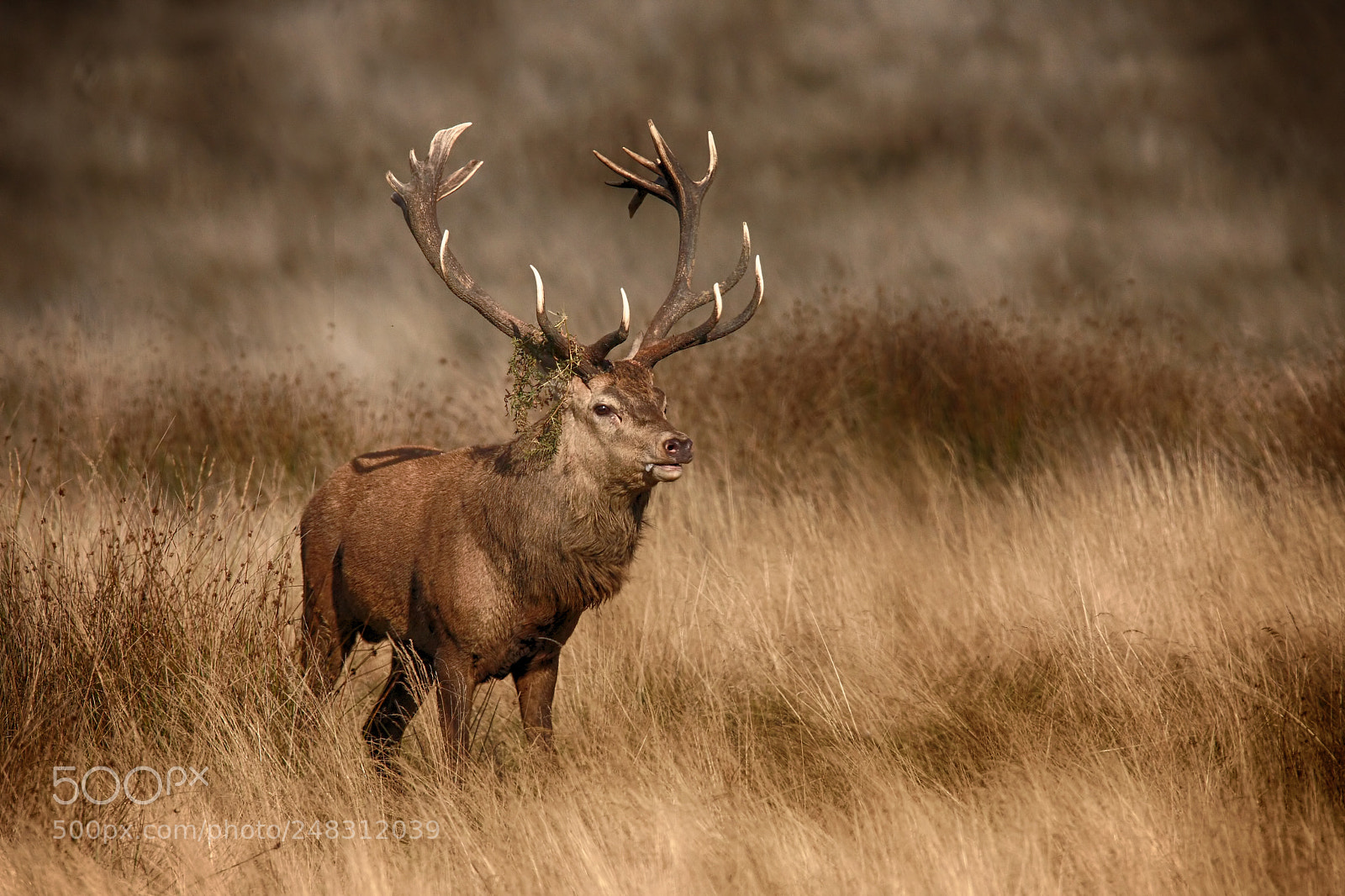 Canon EOS 40D sample photo. Stag photography