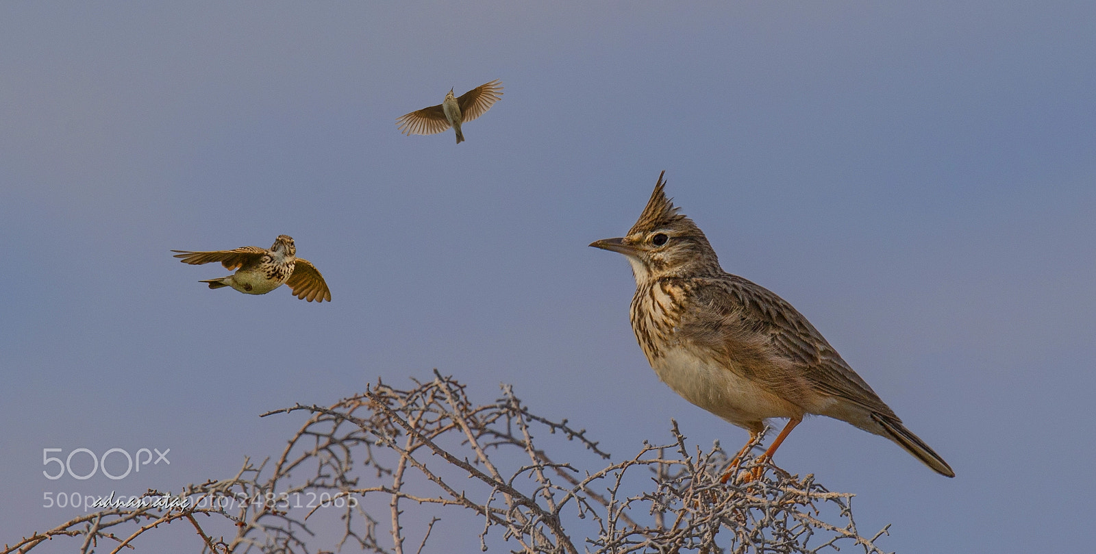 Nikon D5 sample photo. Tepeli toygar - crested photography