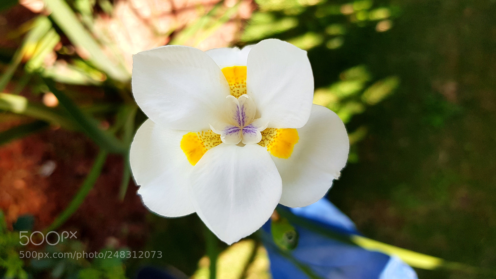 Samsung Galaxy S8+ sample photo. White flower photography