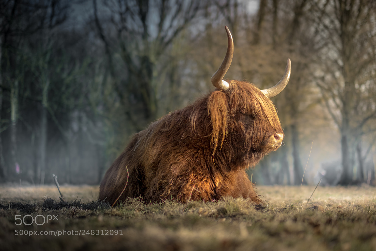 Fujifilm X-T2 sample photo. Highlander photography