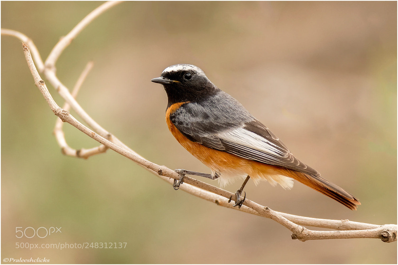 Nikon D500 sample photo. Redstart photography