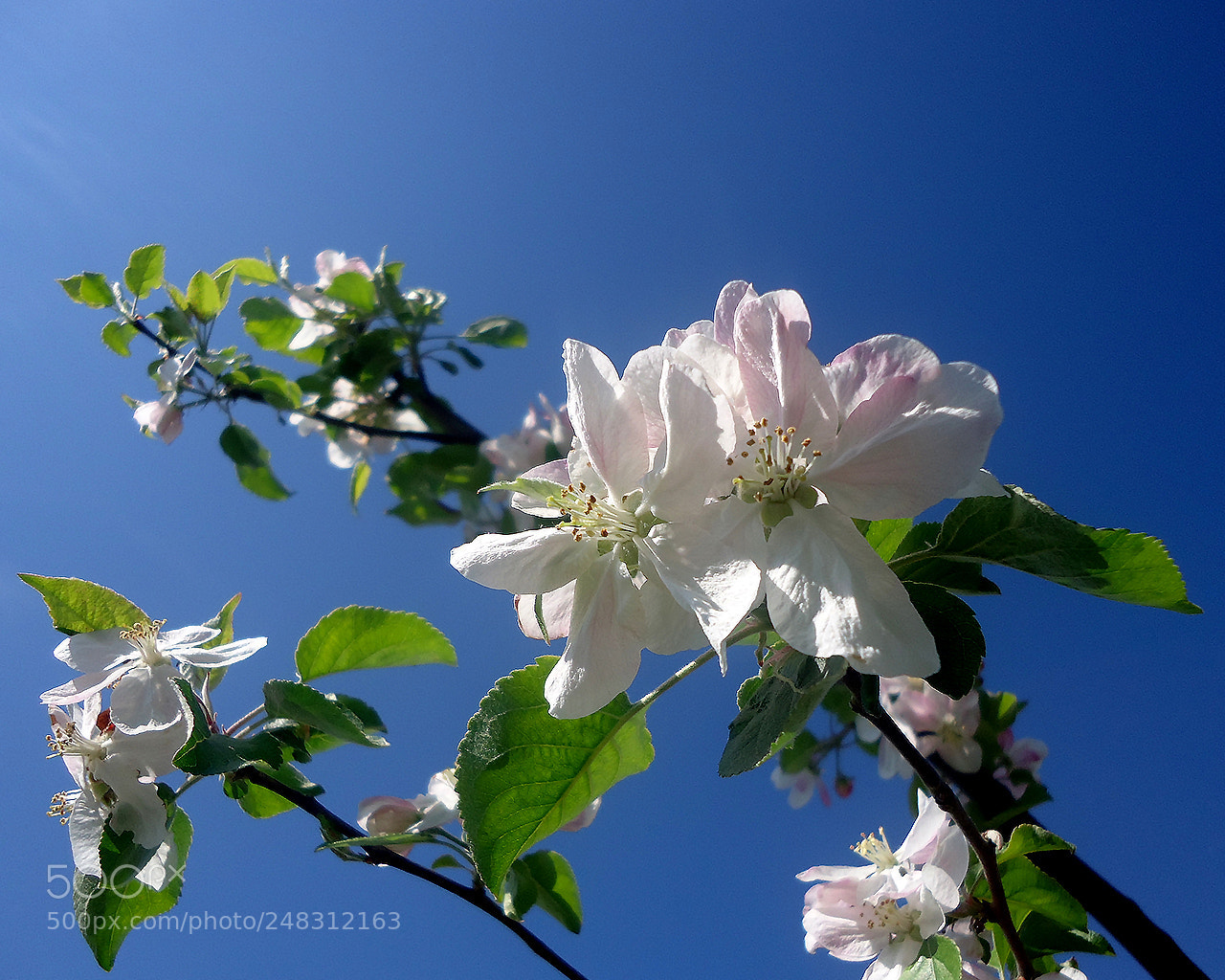 Sony Cyber-shot DSC-W610 sample photo. Apple blossom photography