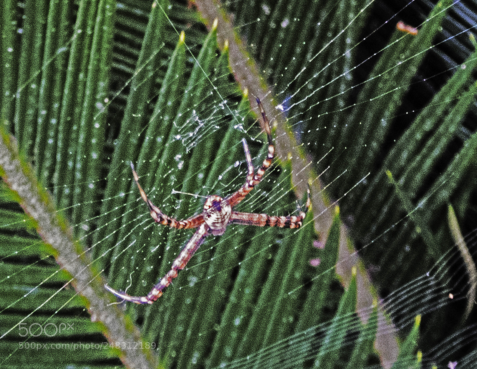 Nikon Coolpix B700 sample photo. Spider ,closer....... photography