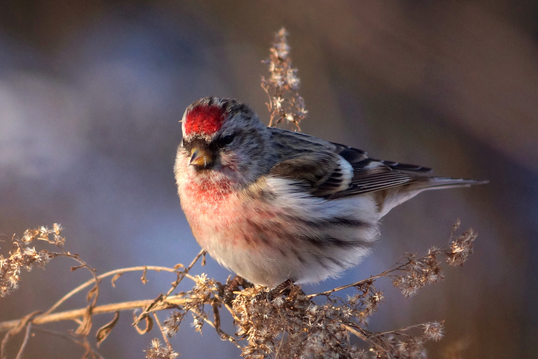 Sony DT 55-200mm F4-5.6 SAM sample photo. Czeczotka (acanthis flammea) photography