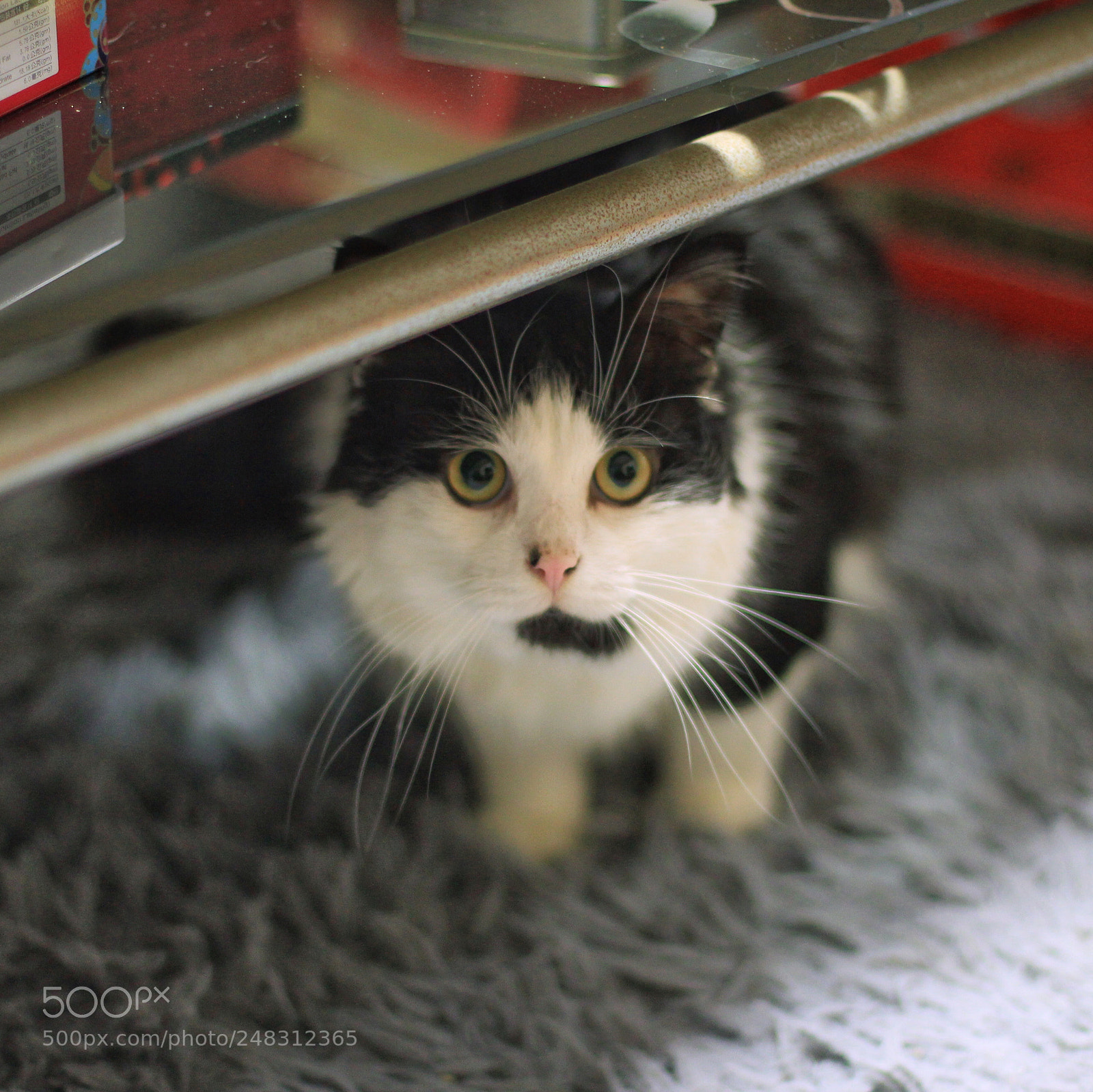 Canon EOS 60D sample photo. The cat photography