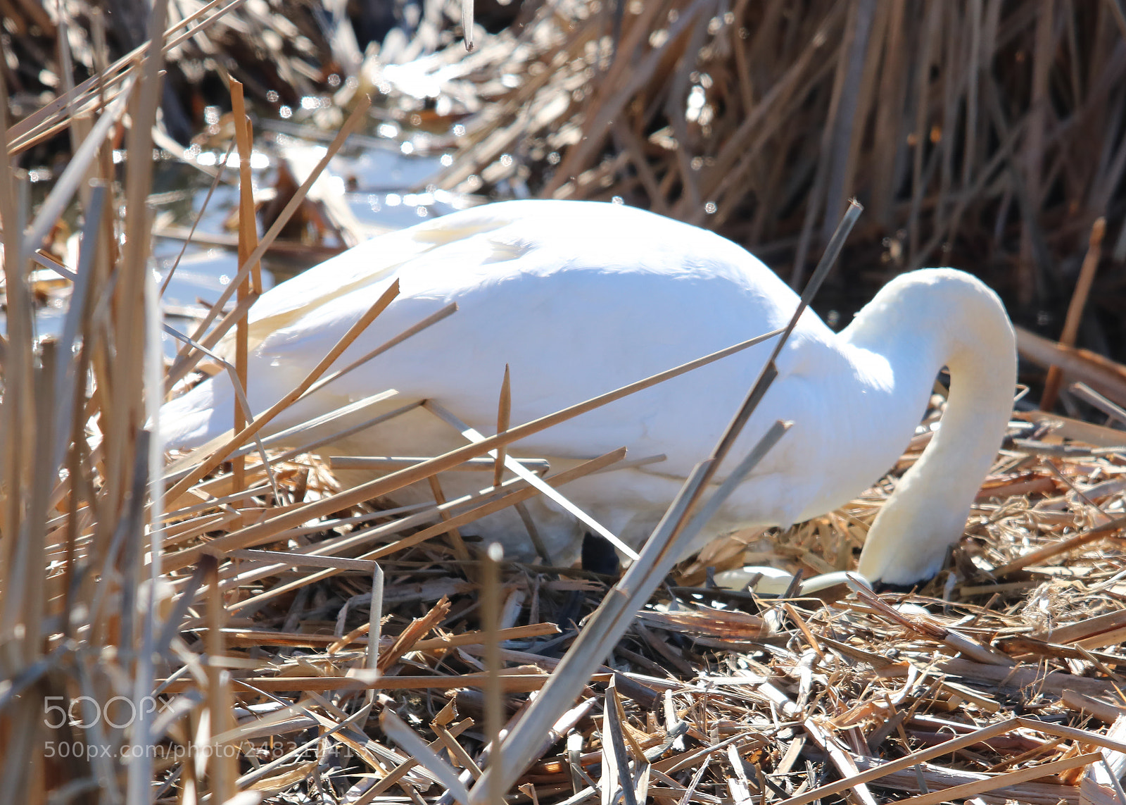 Canon EOS 750D (EOS Rebel T6i / EOS Kiss X8i) sample photo. Maternity wing(s)! photography