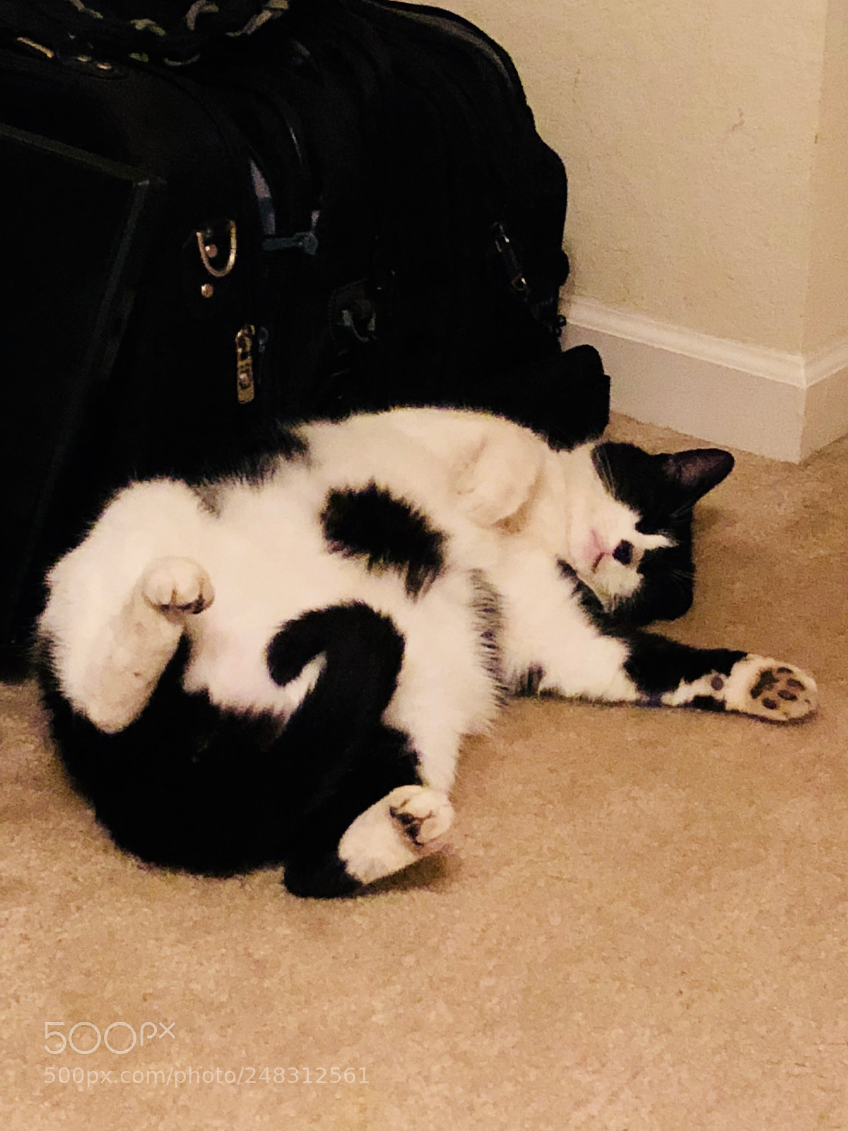 Apple iPhone X sample photo. Cat nap photography