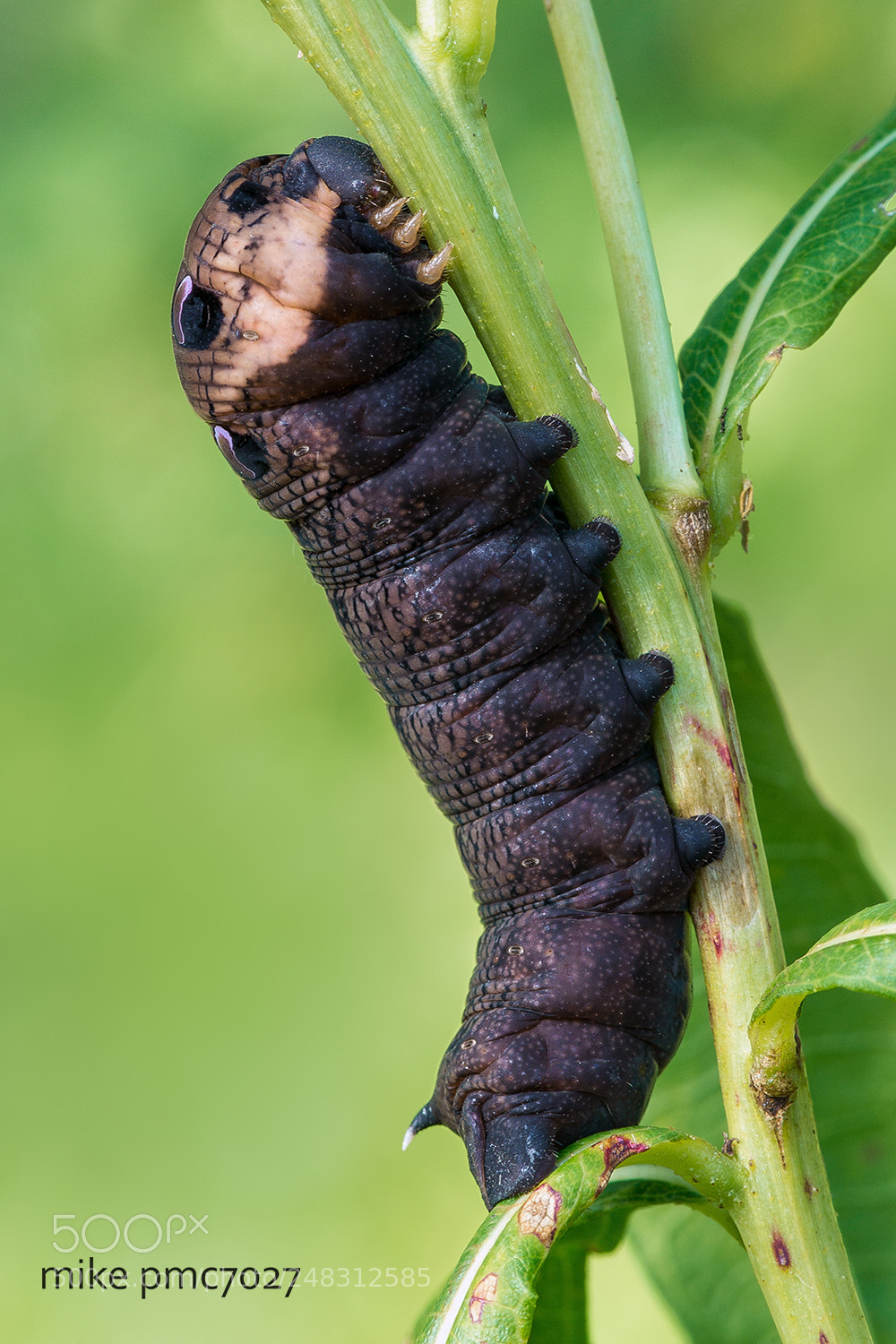 Nikon D7100 sample photo. Caterpillar of the elephant photography