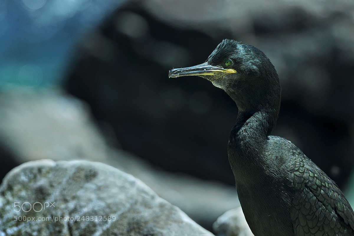 Nikon D3X sample photo. European shag (phalacrocorax aristotelis) photography