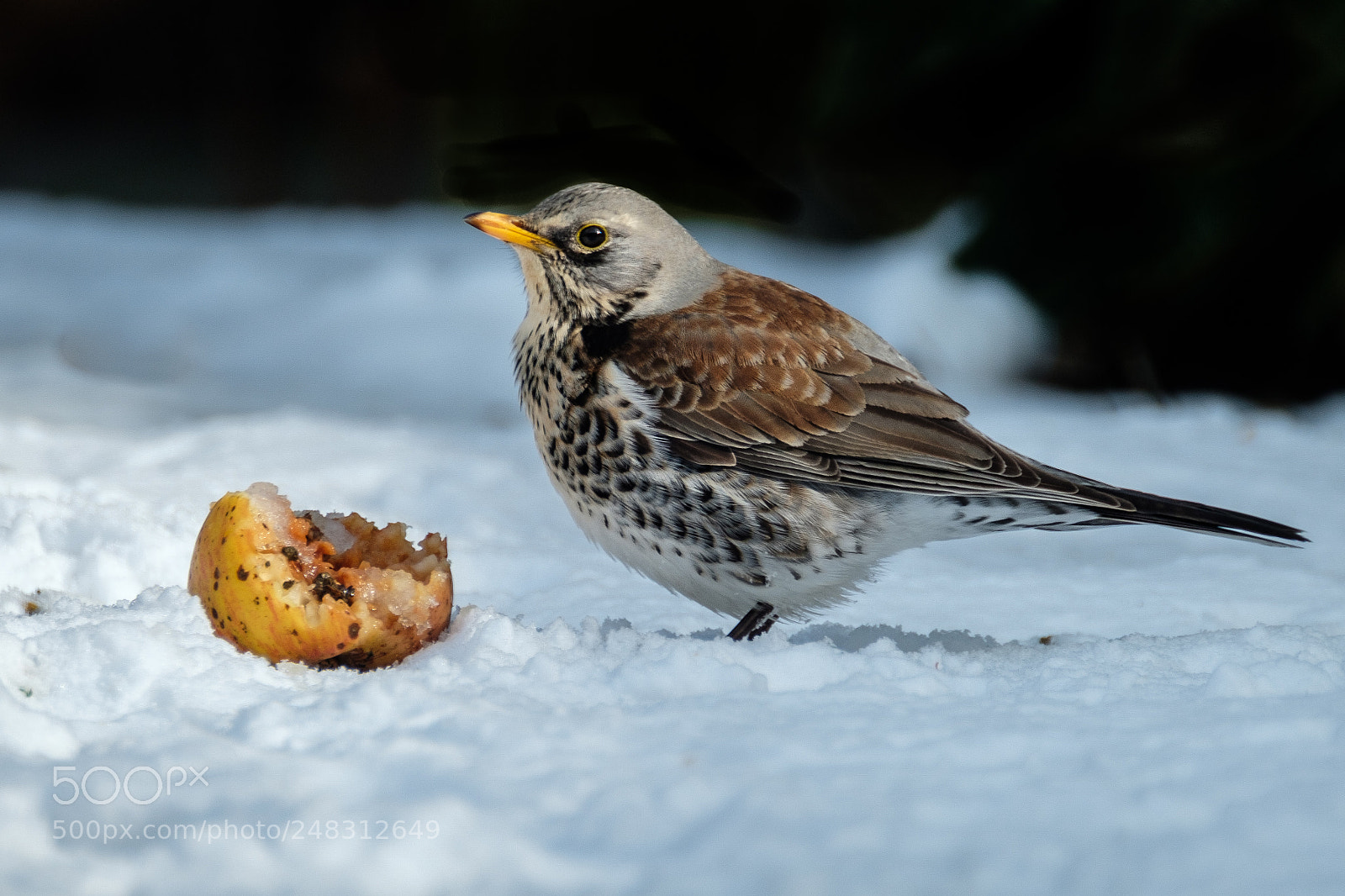 Fujifilm X-T2 sample photo. Fieldfare photography