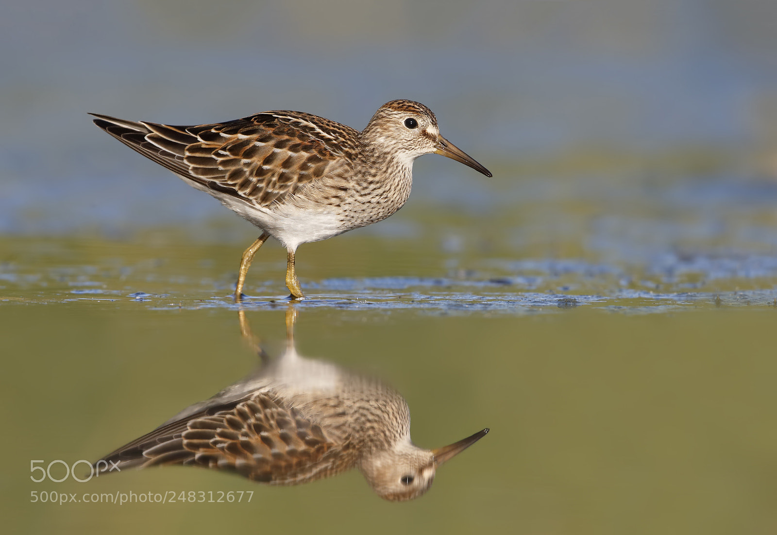 Canon EOS-1D X sample photo. Pectoral sandpiper photography