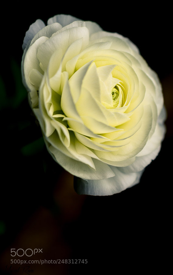 Nikon D3400 sample photo. Rosa blanca. photography