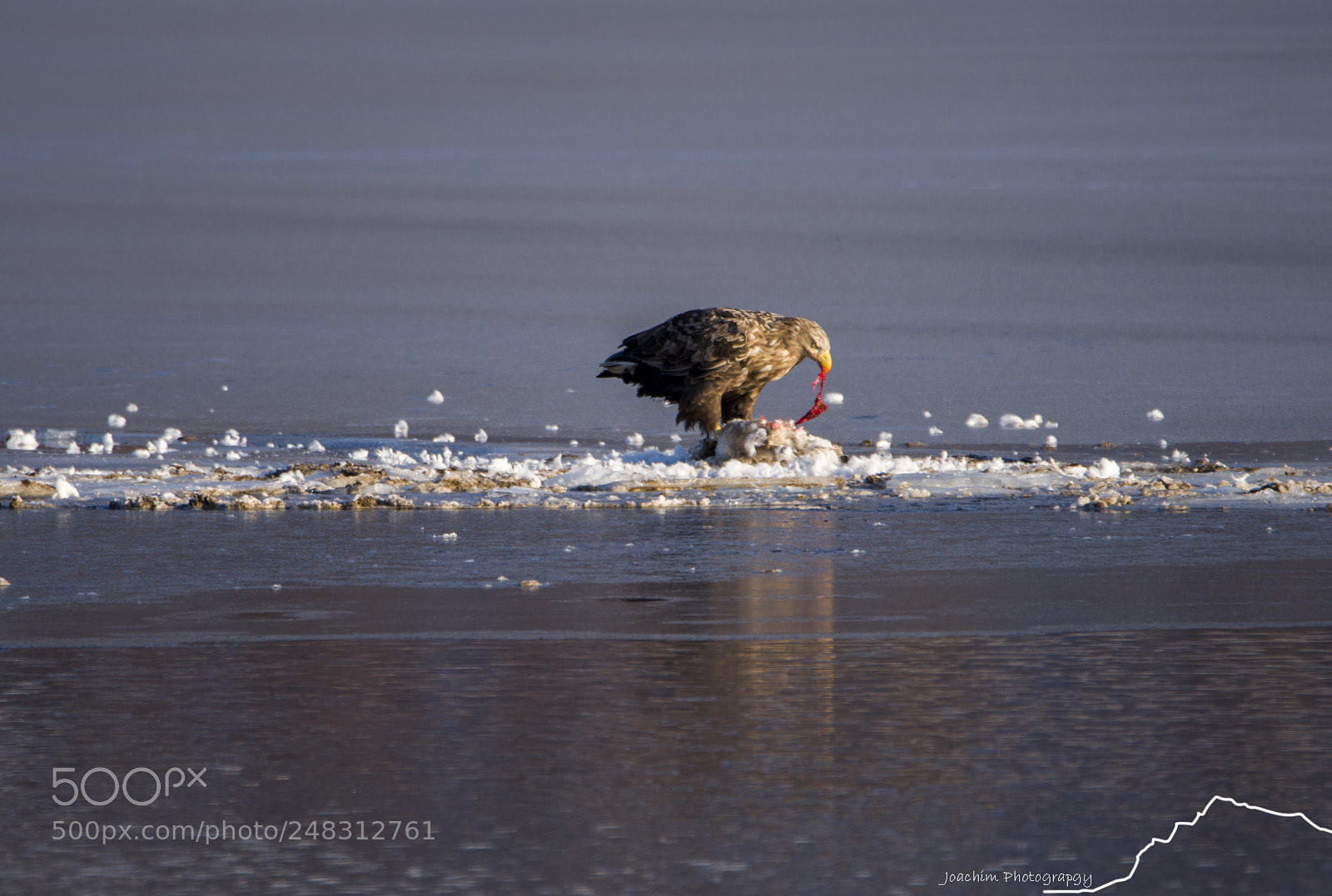Nikon D810 sample photo. Whitetailedeagle photography