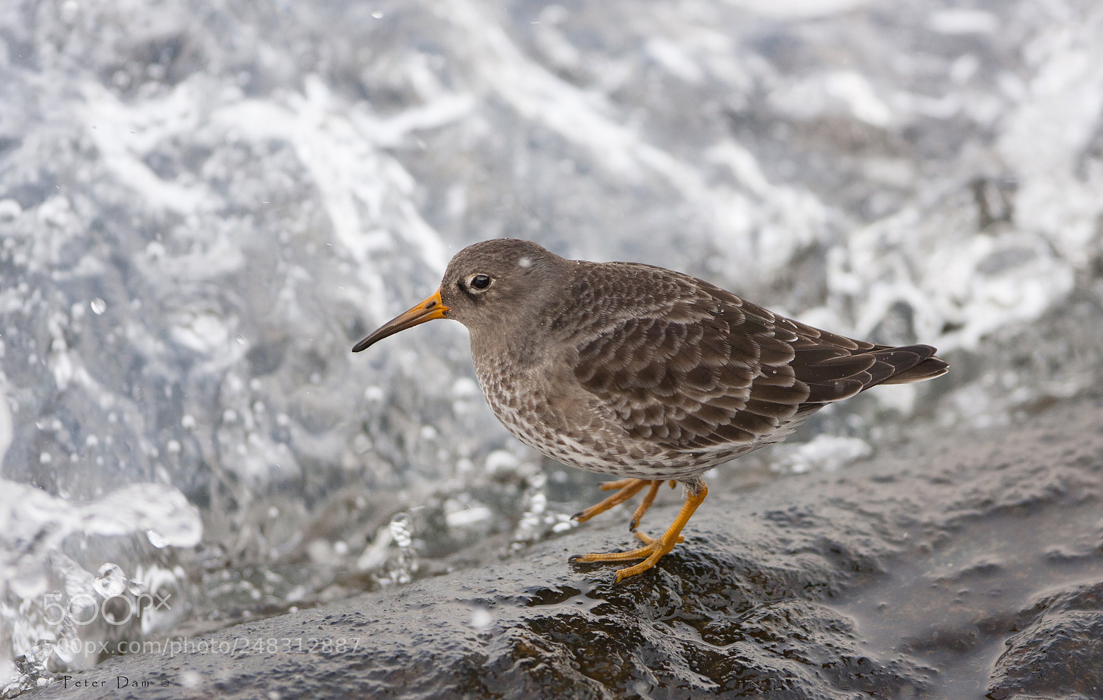 Canon EOS 40D sample photo. Breakwater (calidris maritima) photography