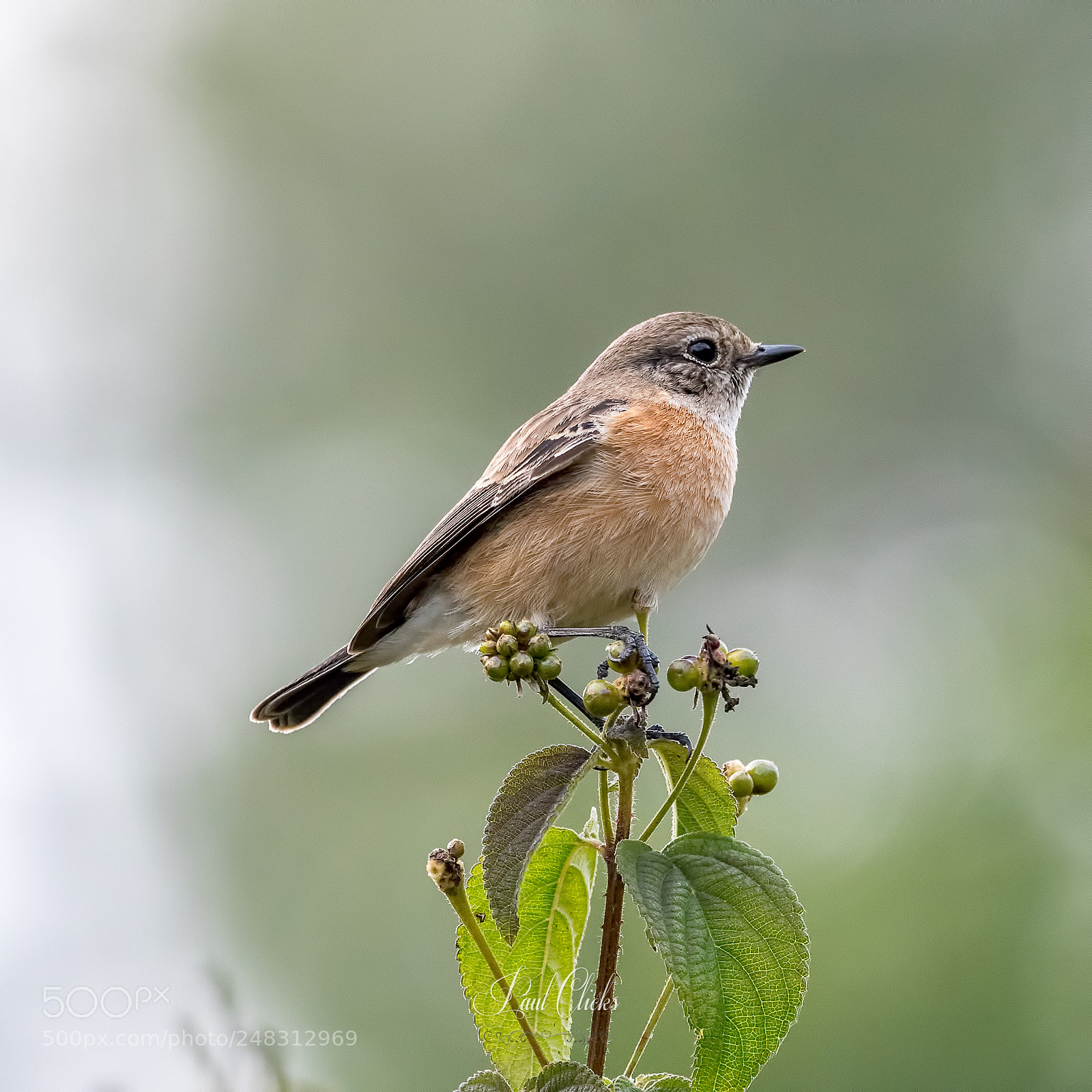 Nikon D500 sample photo. Siberian stonechat photography