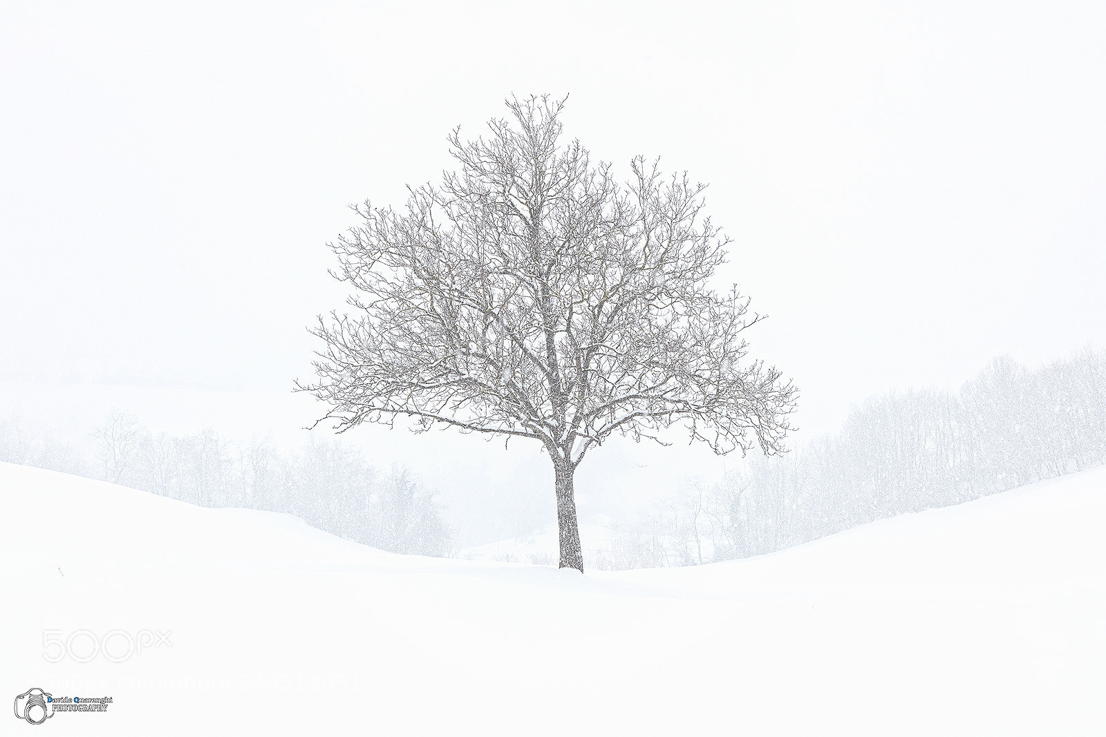 Canon EOS 5DS R sample photo. The tree of dreams photography