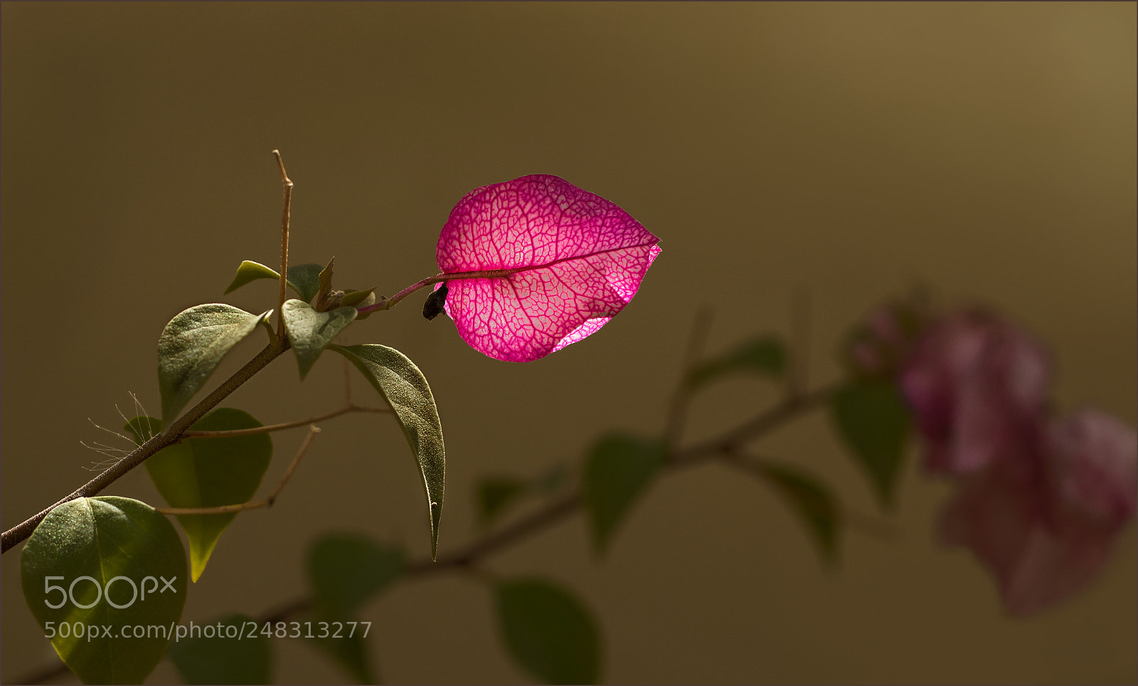 Canon EOS 7D Mark II sample photo. Little pink. photography