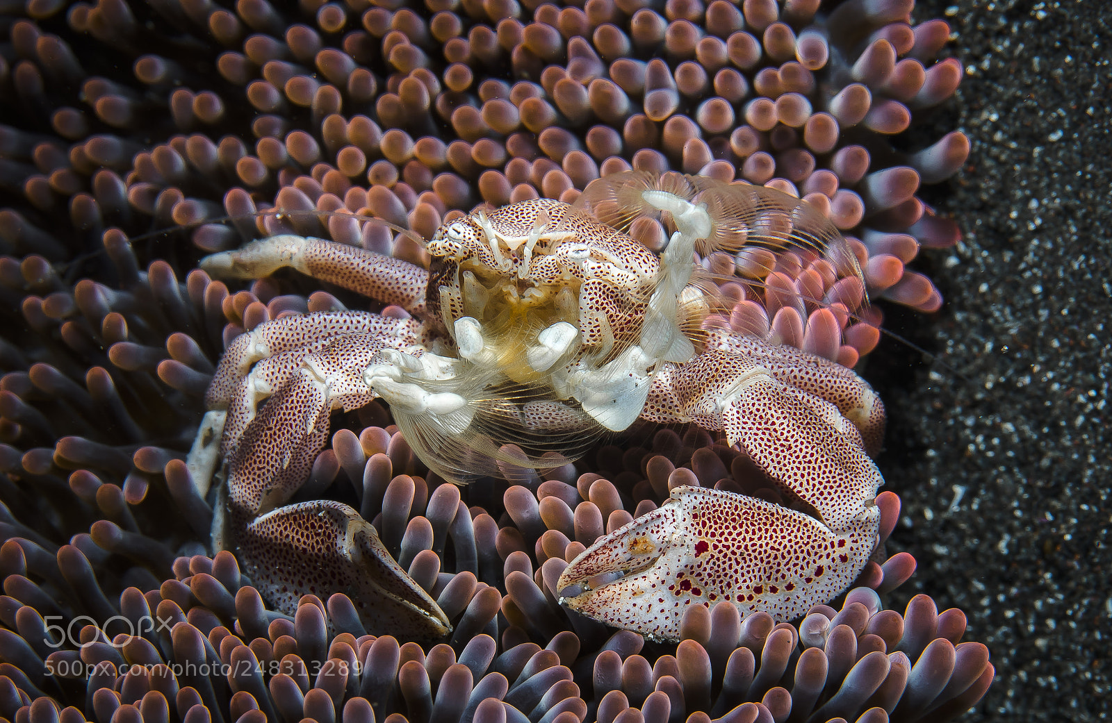 Canon EOS 5D Mark IV sample photo. Porcelain anemone crab photography