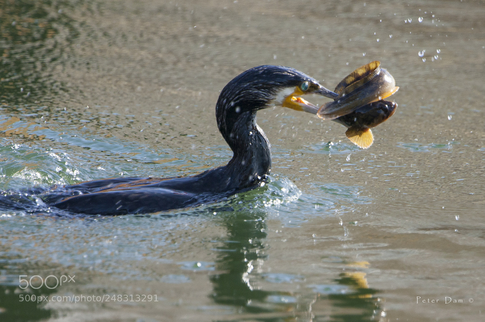 Canon EOS 40D sample photo. Cormorant with eelpout photography