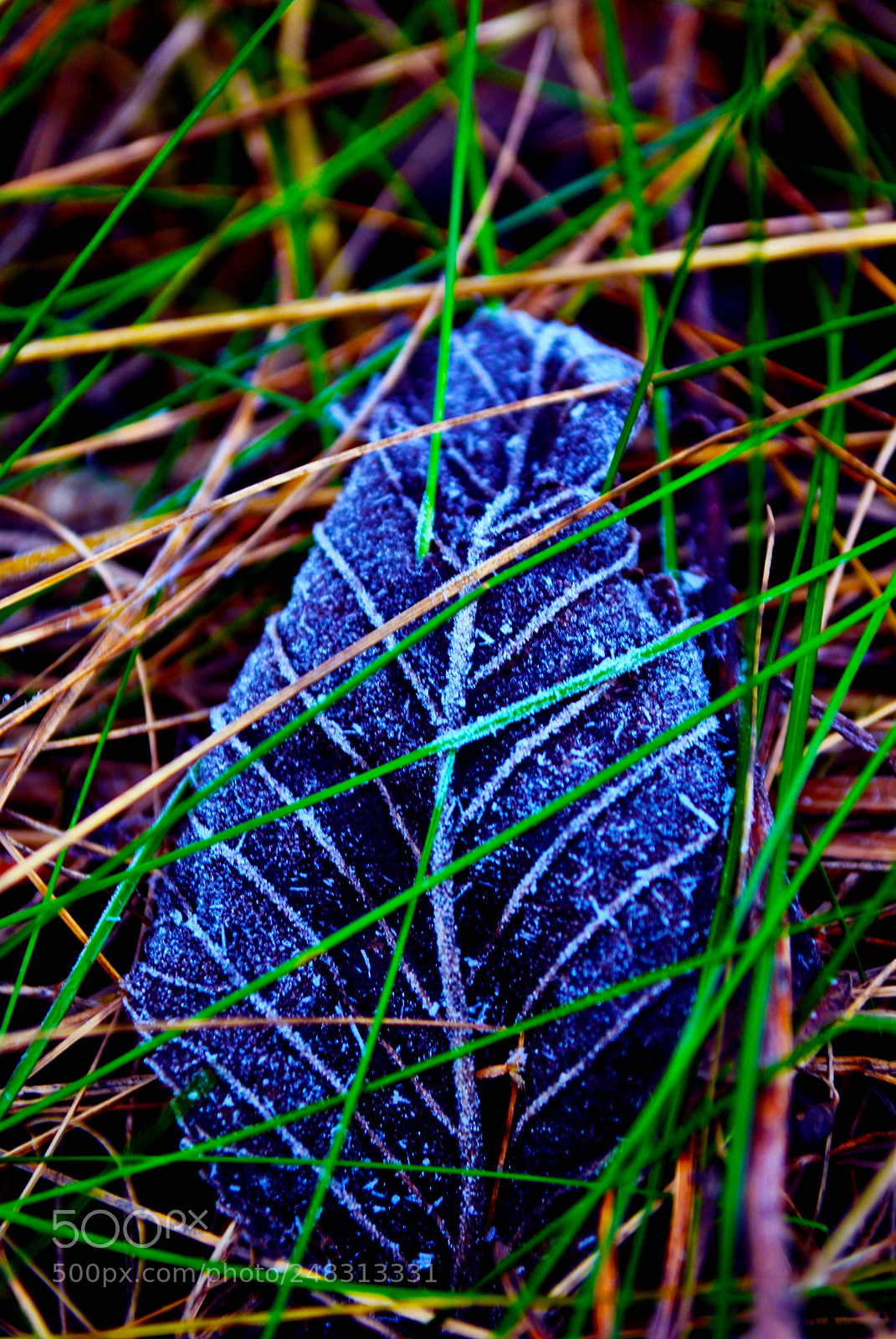 Nikon D3000 sample photo. Tallinn forests and nature photography