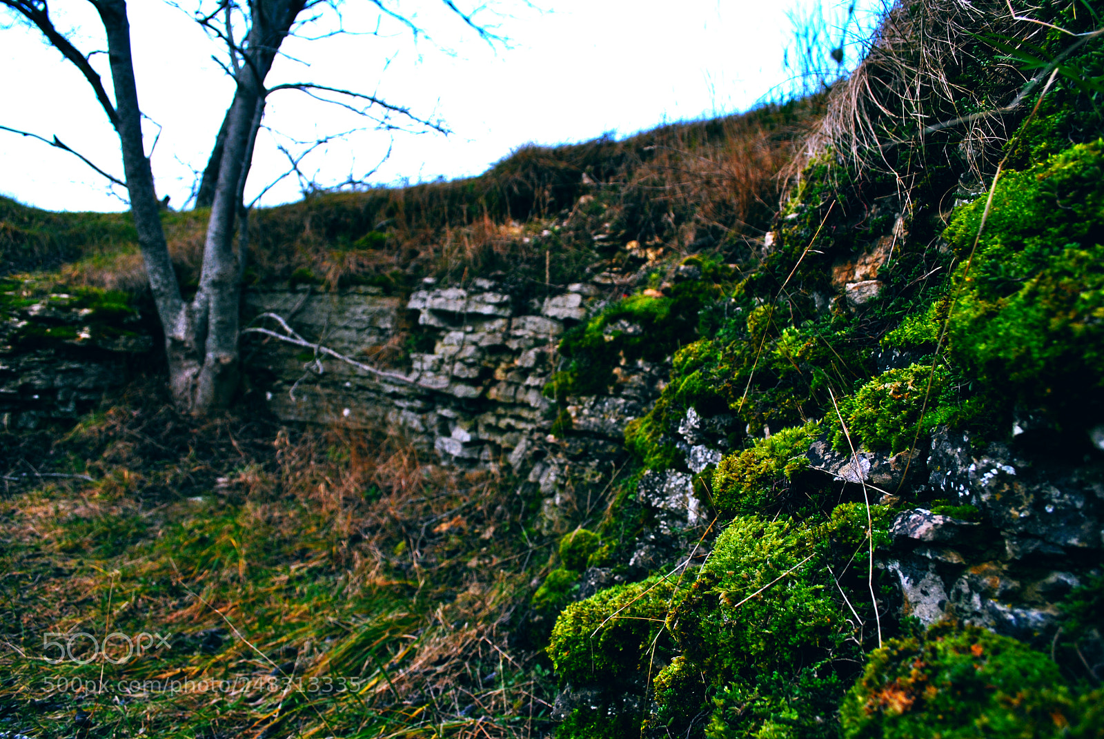 Nikon D3000 sample photo. Tallinn forests and nature photography