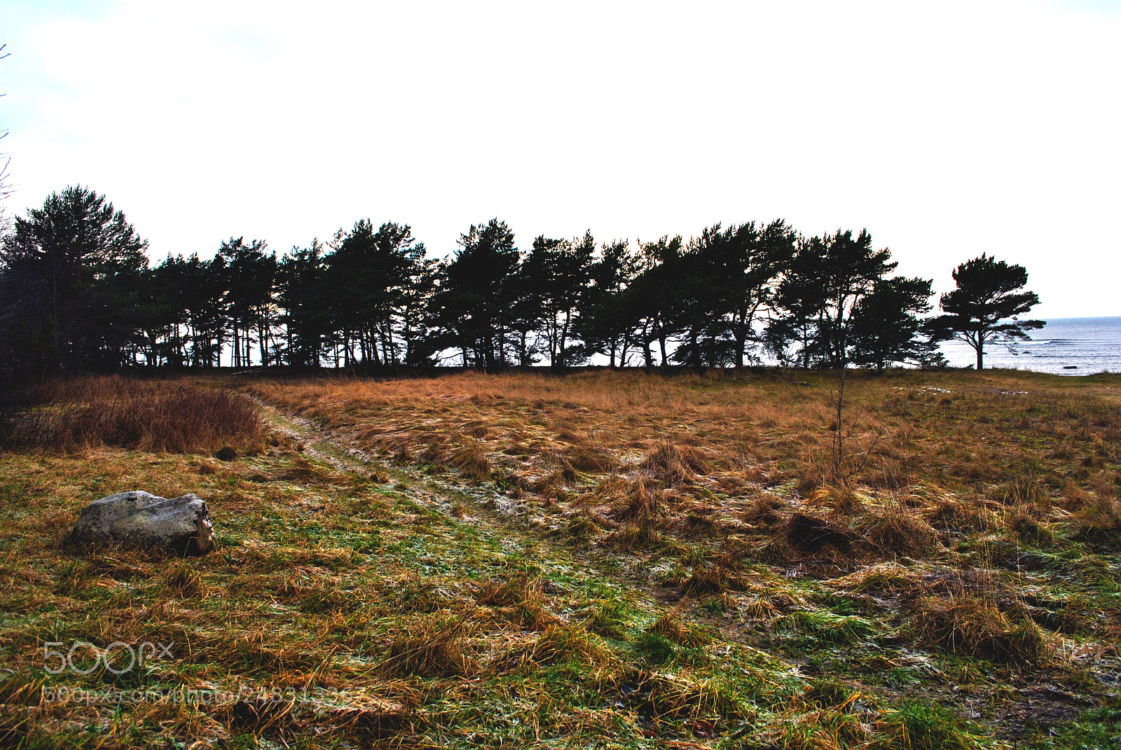 Nikon D3000 sample photo. Tallinn forests and nature photography