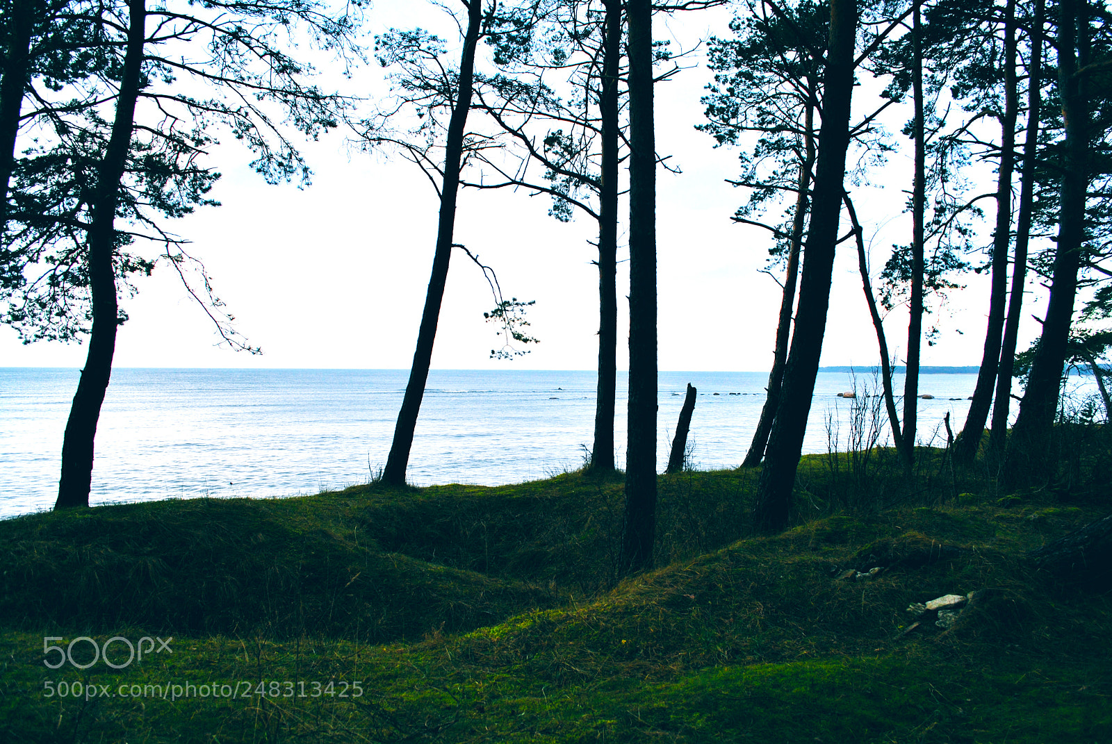 Nikon D3000 sample photo. Tallinn forests and nature photography