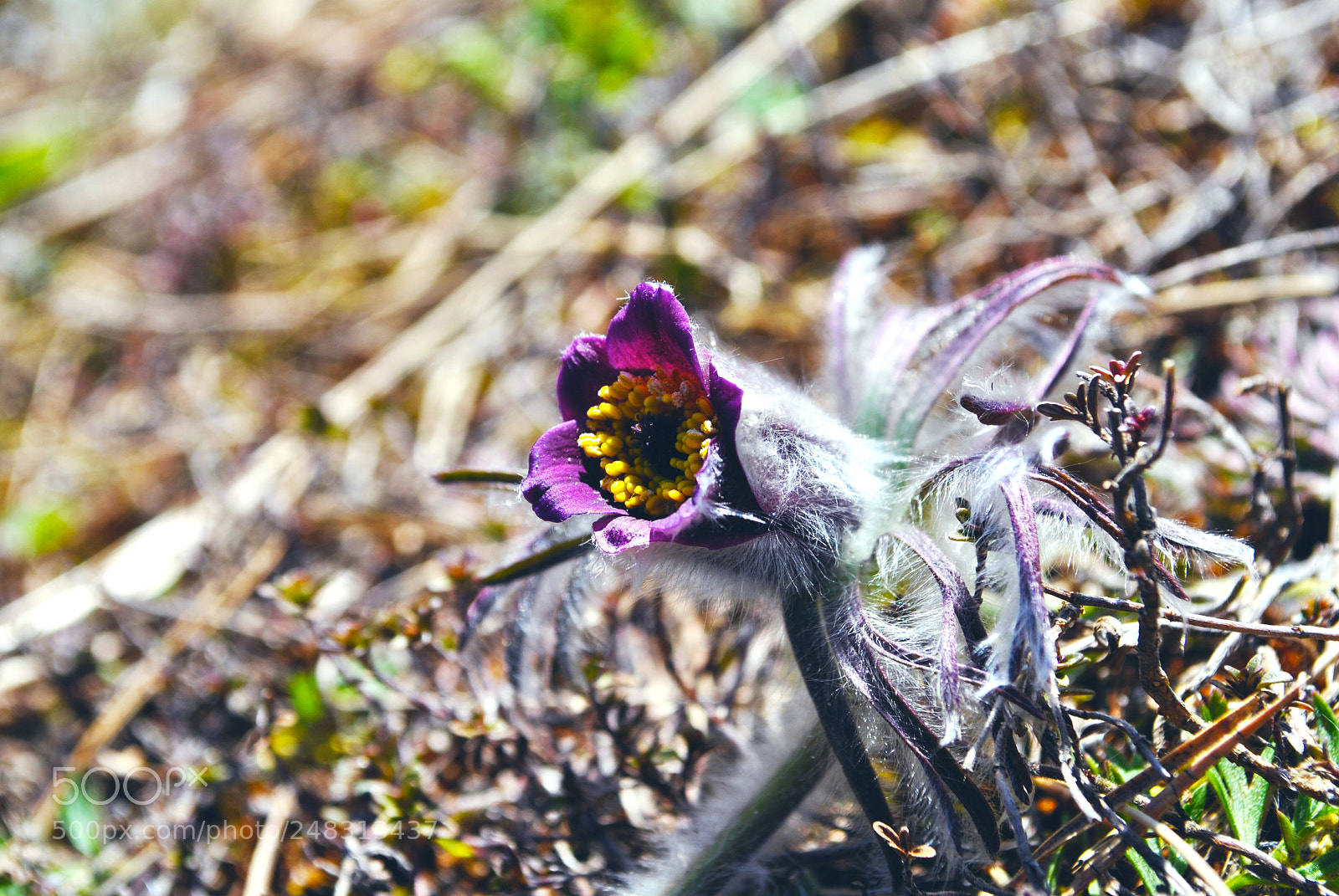 Nikon D3000 sample photo. Tallinn forests and nature photography