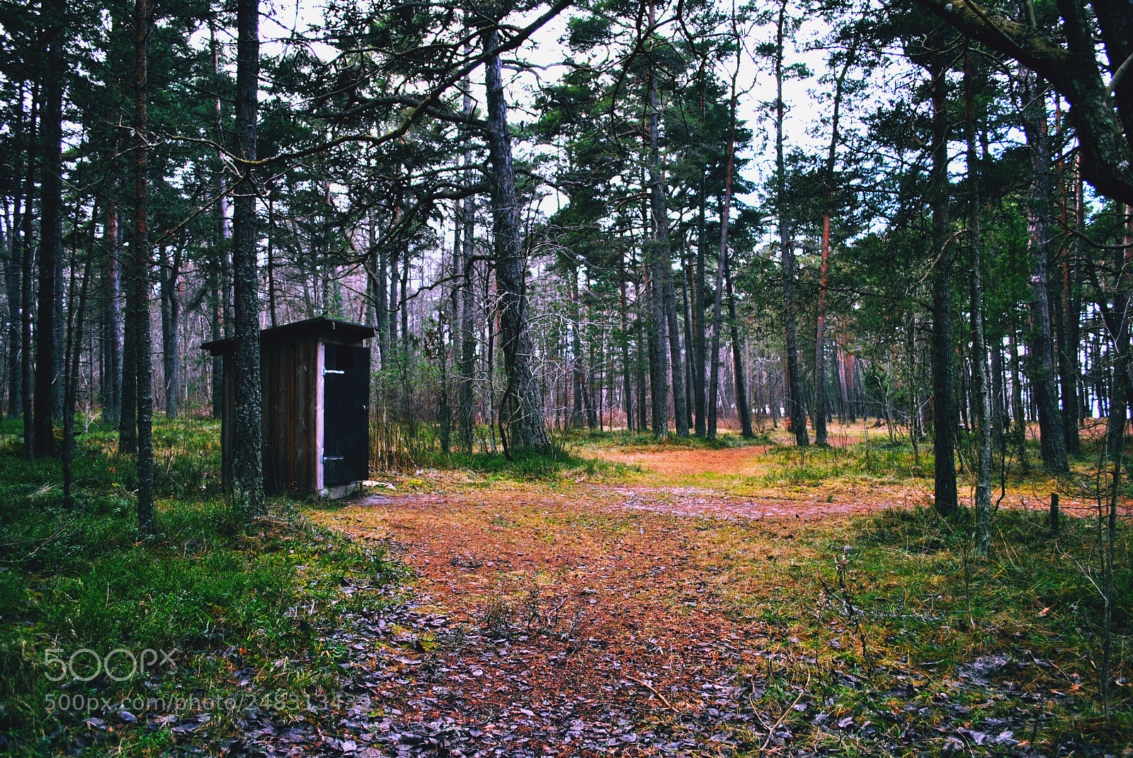 Nikon D3000 sample photo. Tallinn forests and nature photography