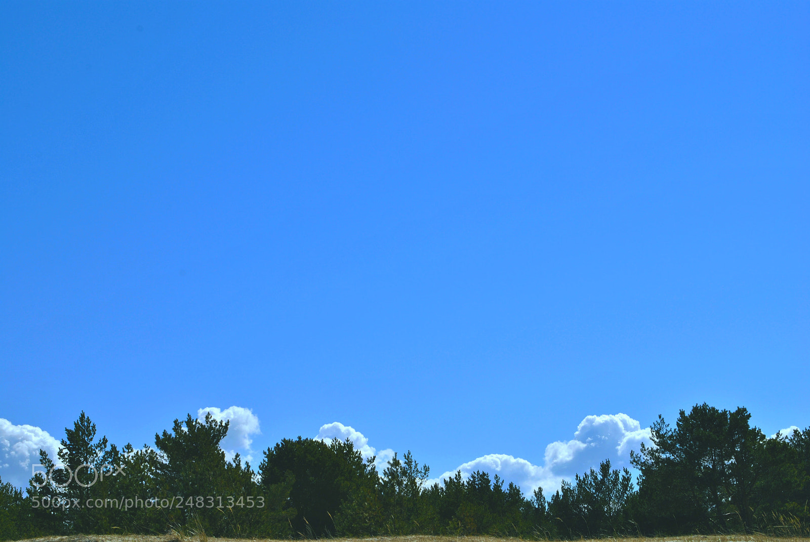 Nikon D3000 sample photo. Tallinn forests and nature photography