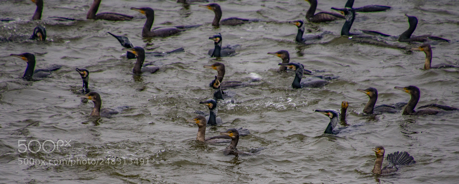 Nikon D7200 sample photo. Attention everybird! photography