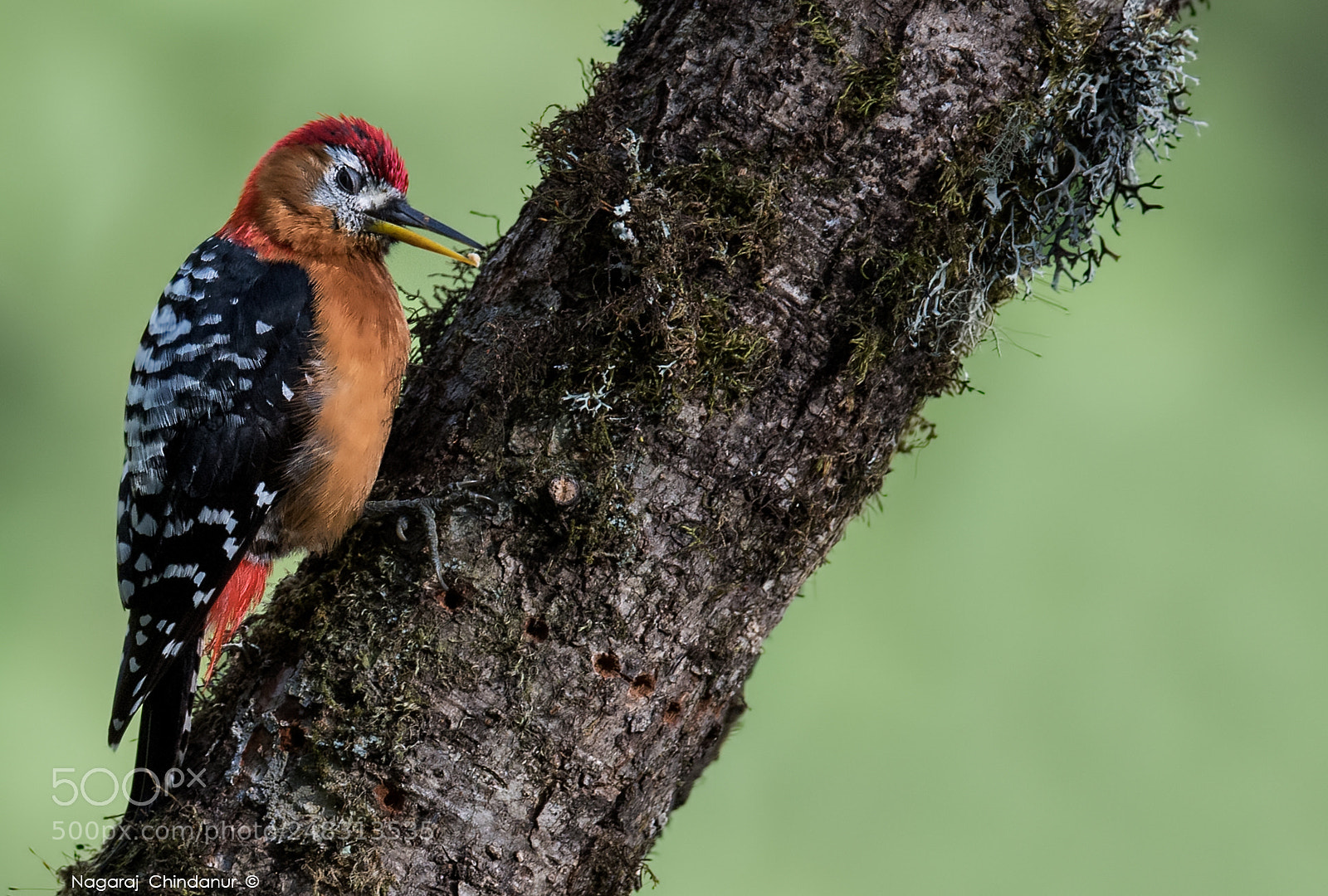 Nikon D5 sample photo. Rufous-bellied woodpecker photography