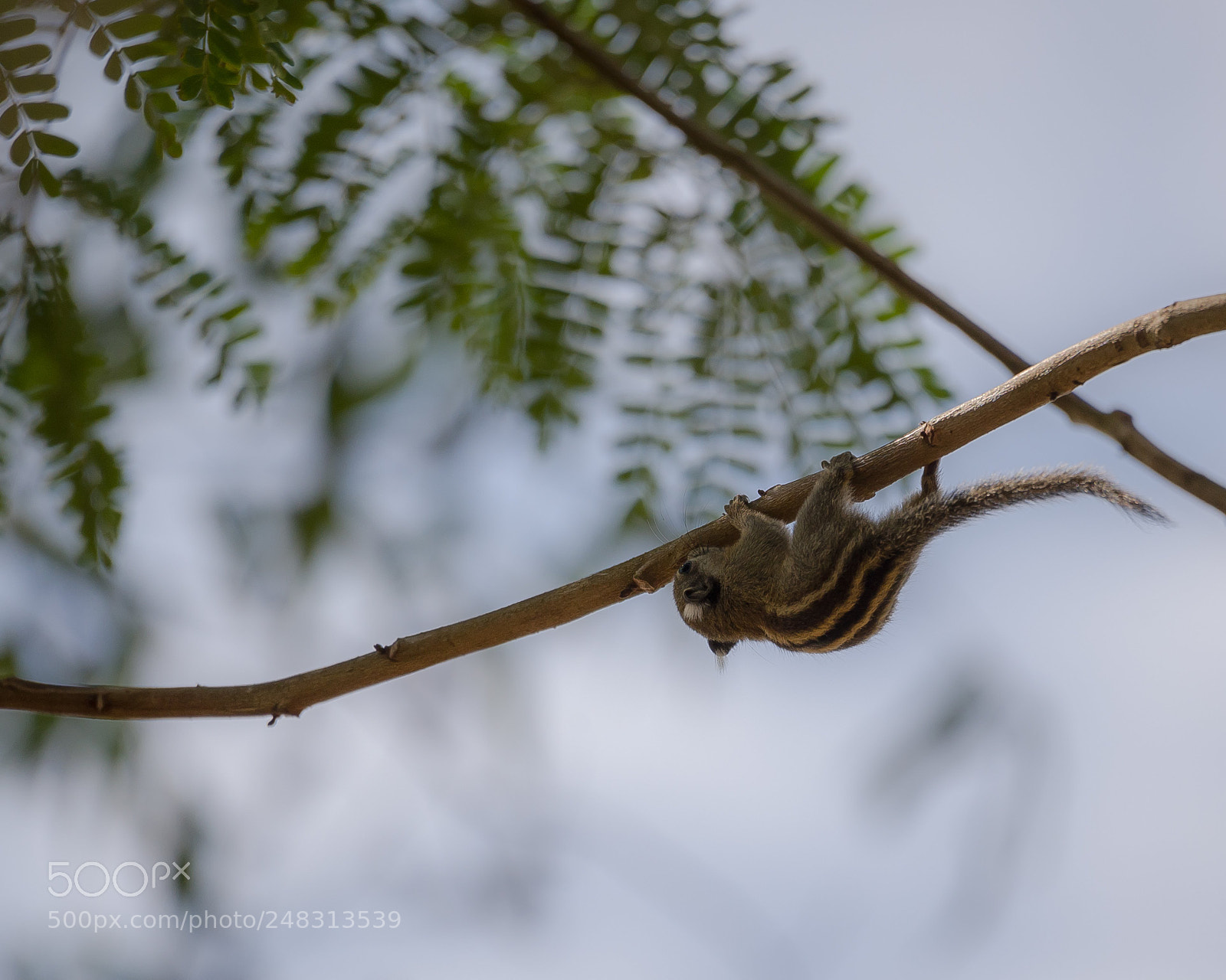 Nikon D610 sample photo. Untitled photography
