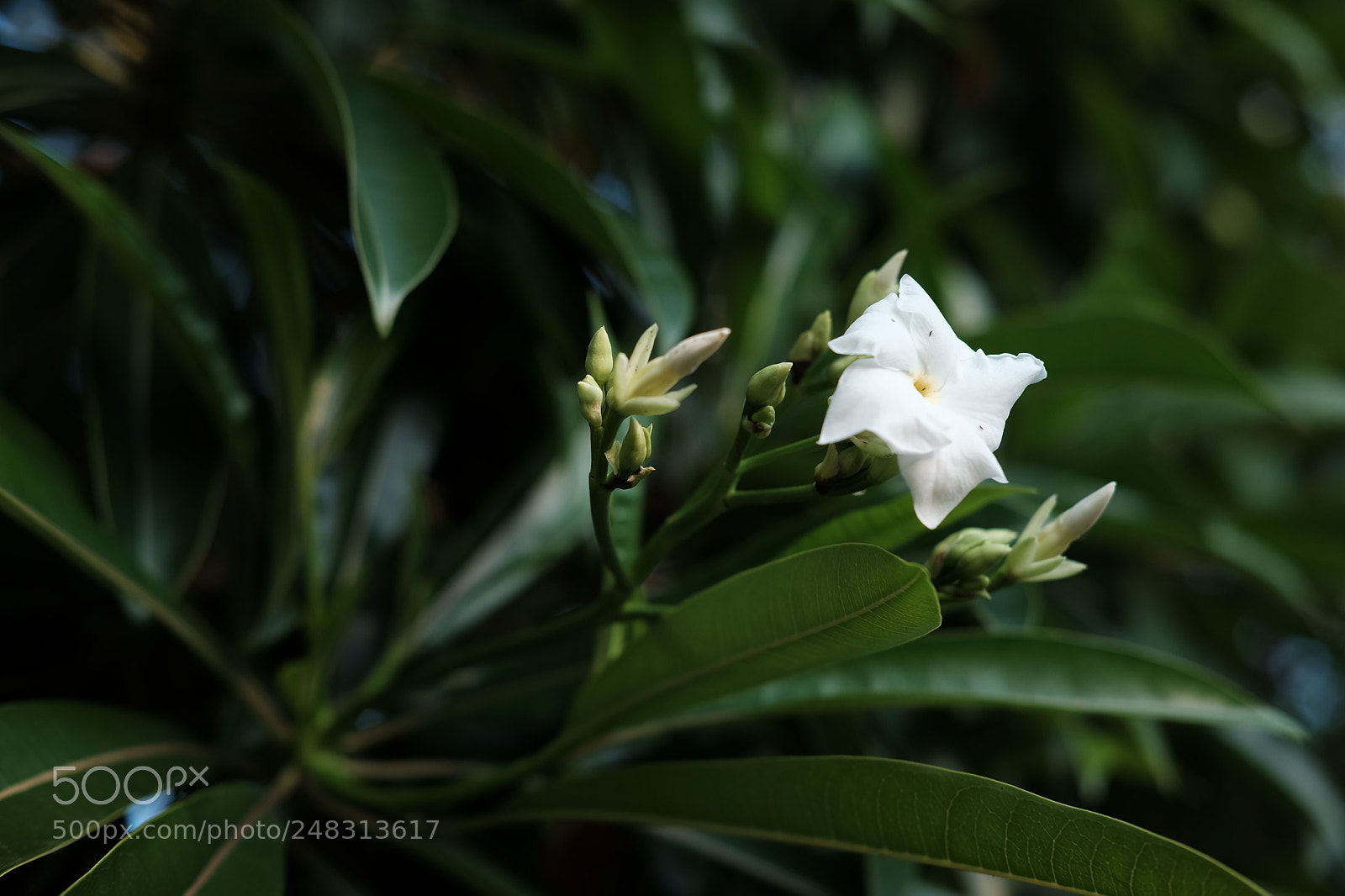 Fujifilm X-T10 sample photo. Small steps every day photography