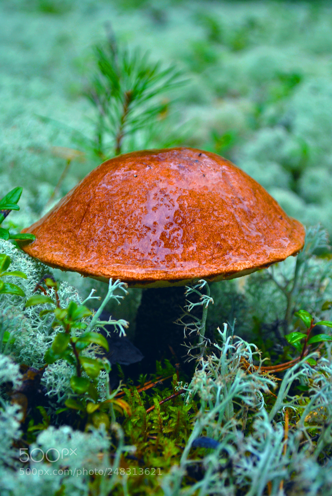 Nikon D3000 sample photo. Tallinn nature photography