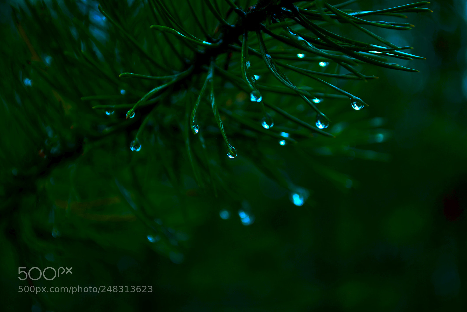Nikon D3000 sample photo. Tallinn nature photography