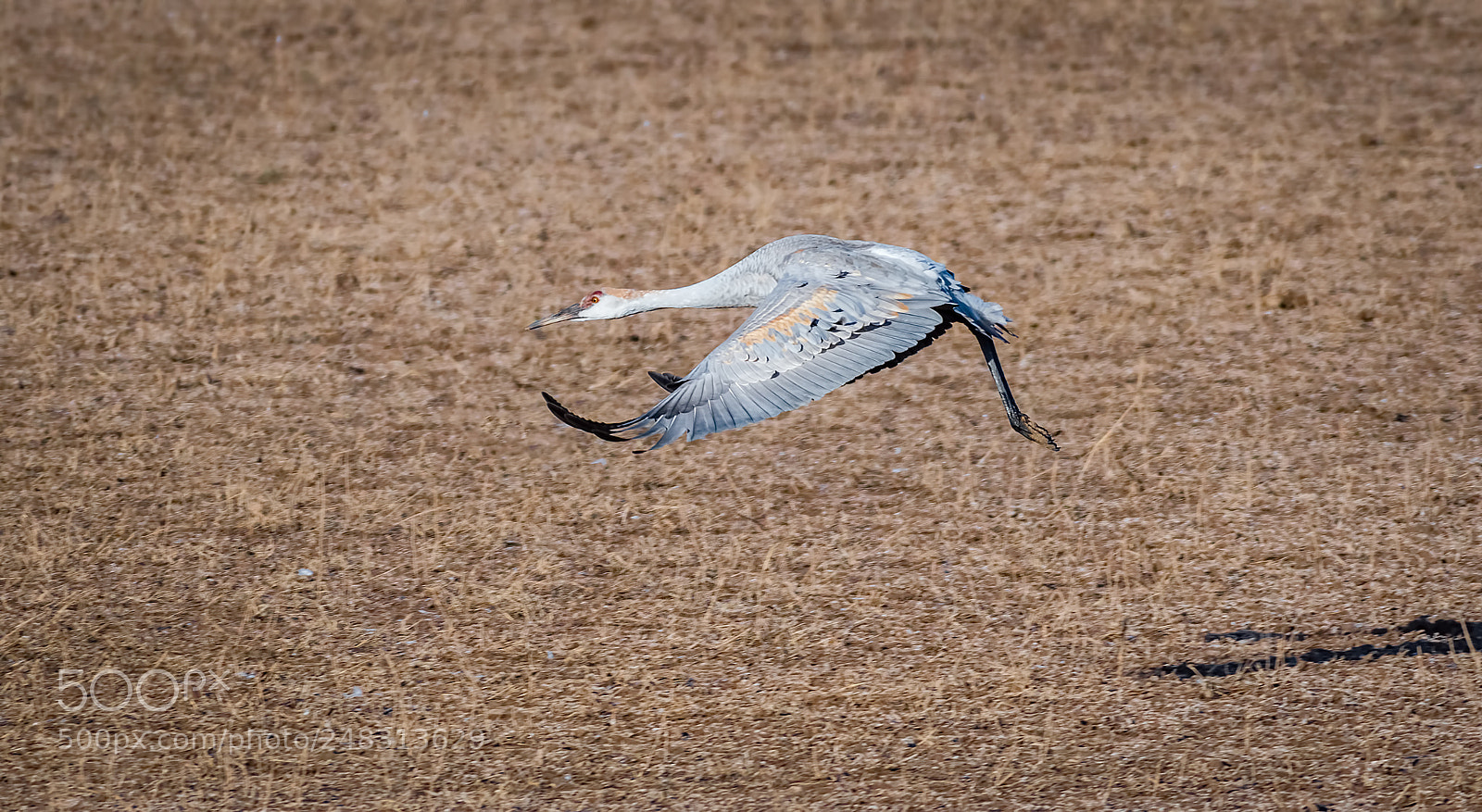 Nikon D500 sample photo. Long some fly photography