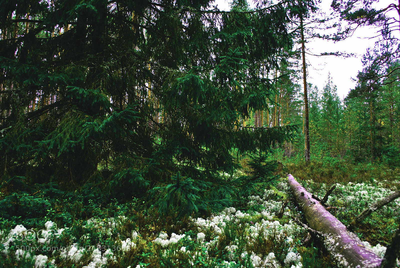 Nikon D3000 sample photo. Tallinn nature photography