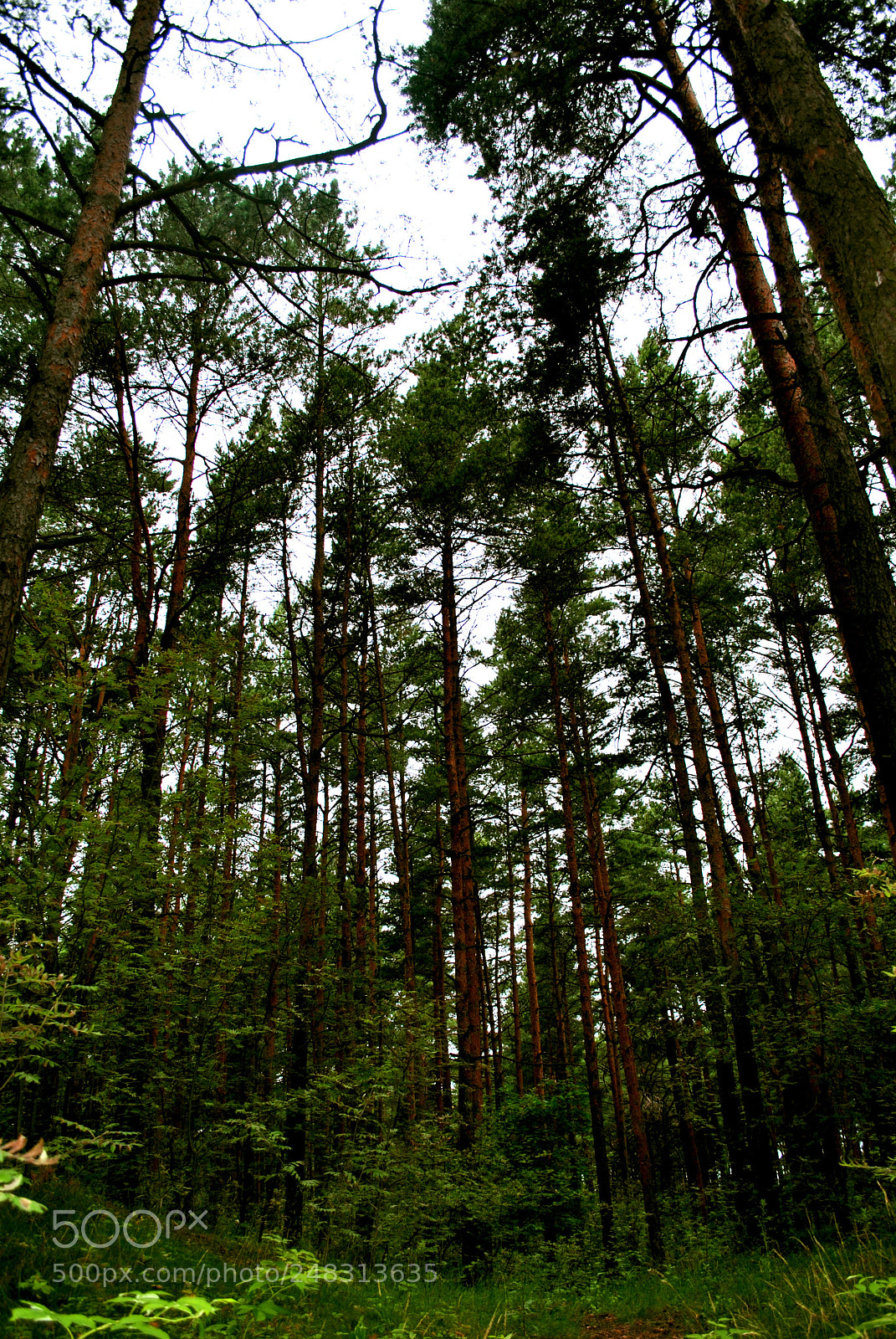 Nikon D3000 sample photo. Tallinn nature photography