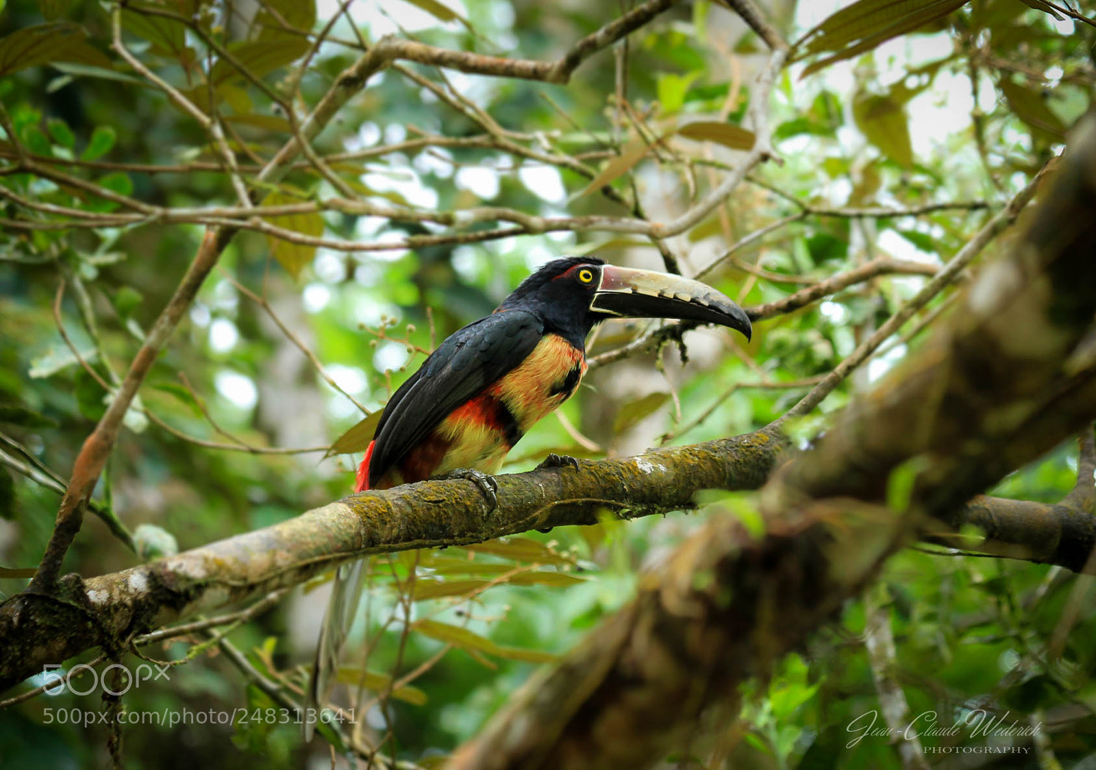 Canon EOS 7D sample photo. Aracari photography