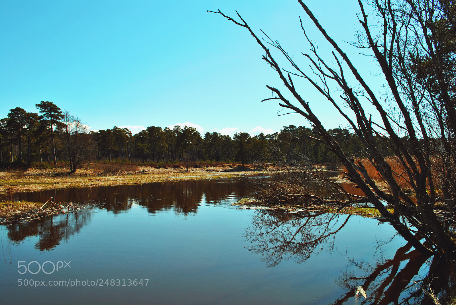 Nikon D3000 sample photo. Tallinn nature photography