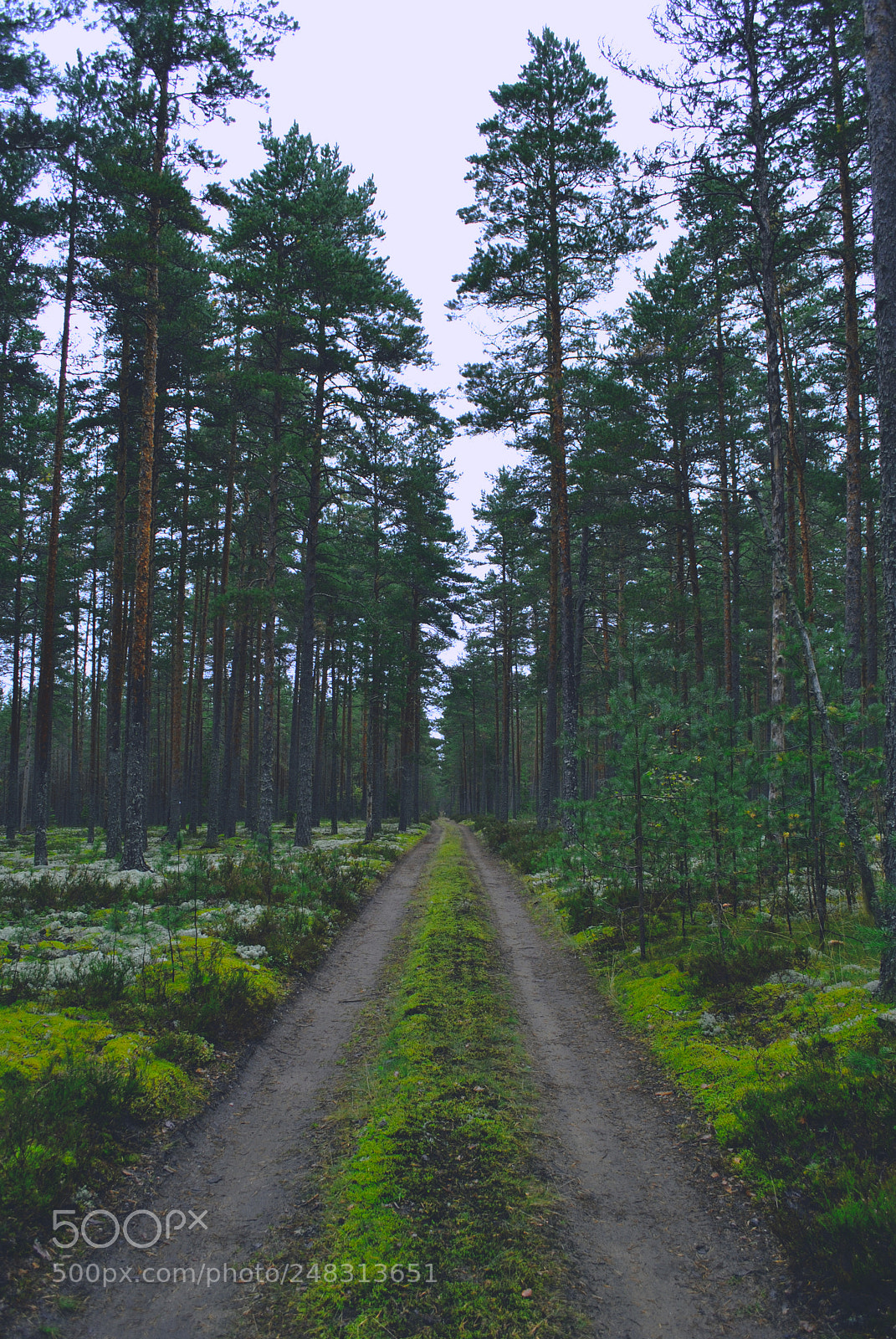 Nikon D3000 sample photo. Tallinn nature photography