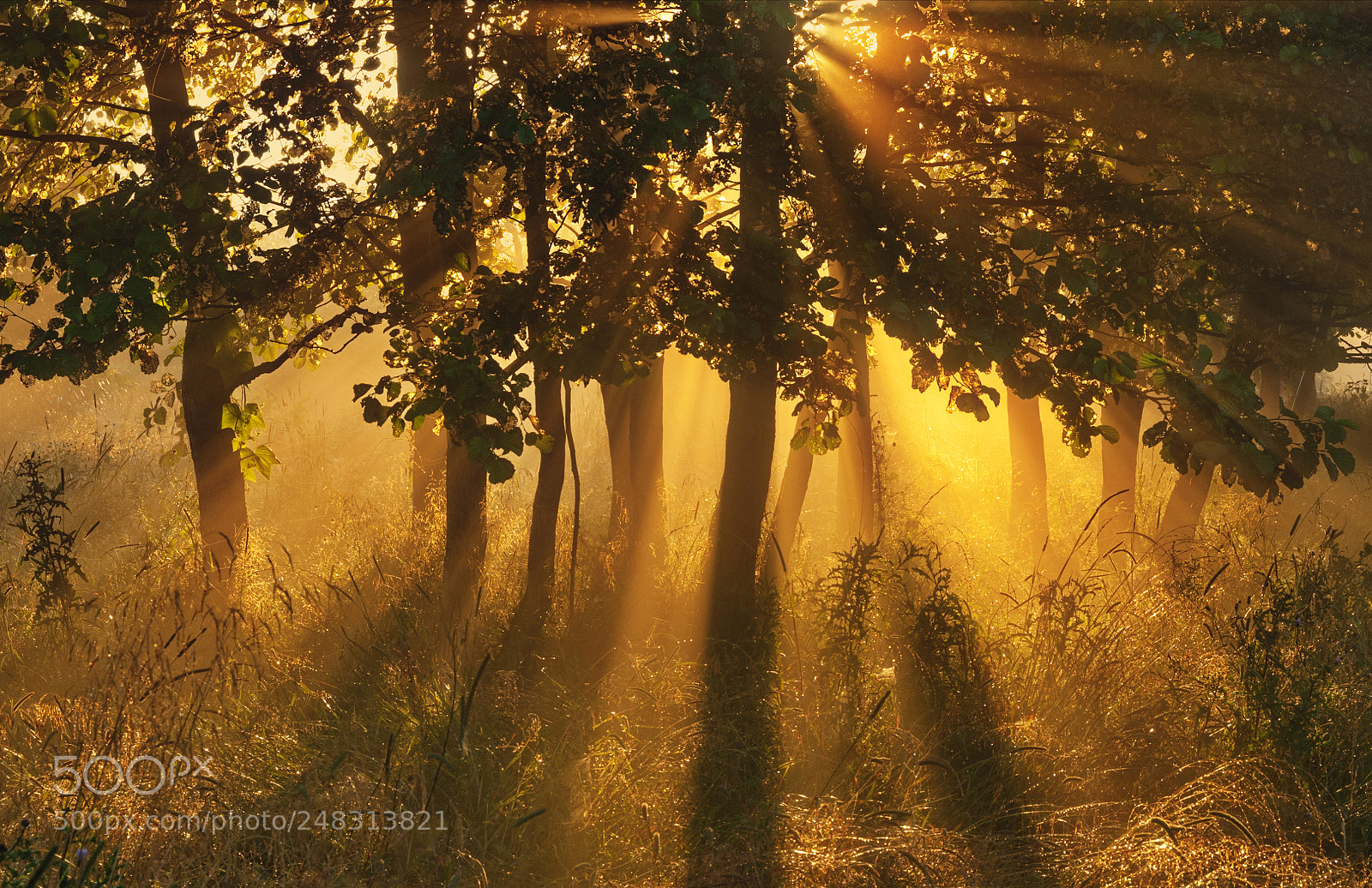 Nikon D300 sample photo. *** photography