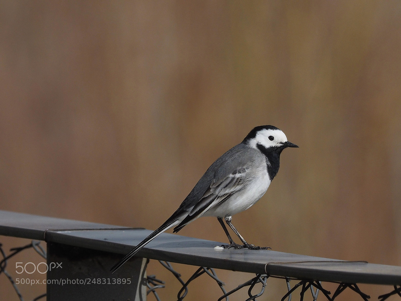 Olympus OM-D E-M1 sample photo. Lavandera blanca (motacilla alba) photography