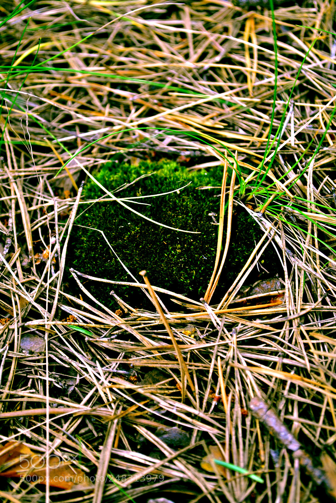 Nikon D3000 sample photo. Tallinn views photography