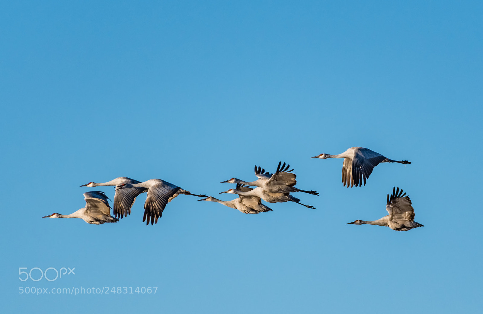 Nikon D500 sample photo. Group flight photography