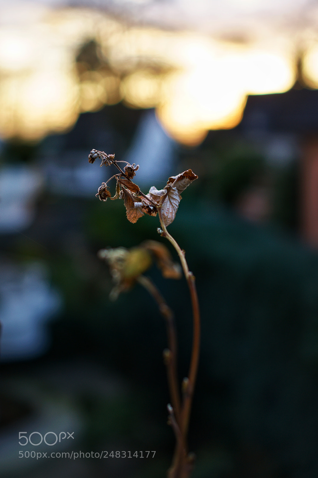Sony Cyber-shot DSC-RX1 sample photo. Time to say goodbye photography